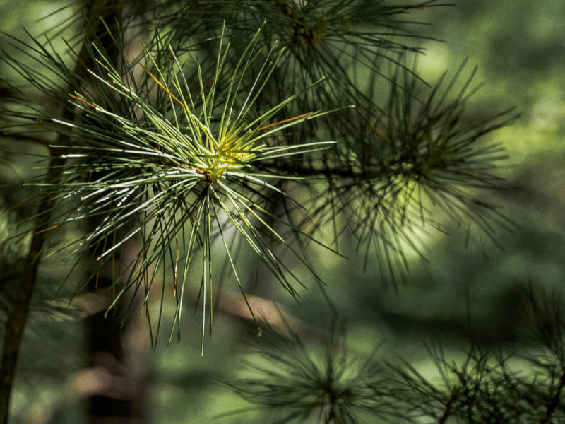 Needles 