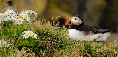  Puffins with Daisies