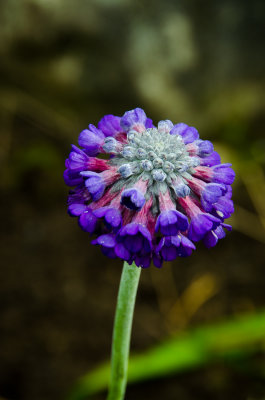 Burren Flower