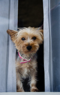 Doggie in a Tipperary Window
