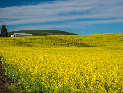 Canola Field