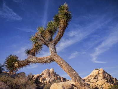 Joshua Tree NP Revisited 2015