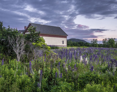 Living With Lupines