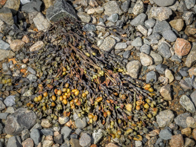 Kelp and Stone