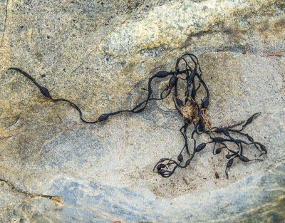 String of Kelp