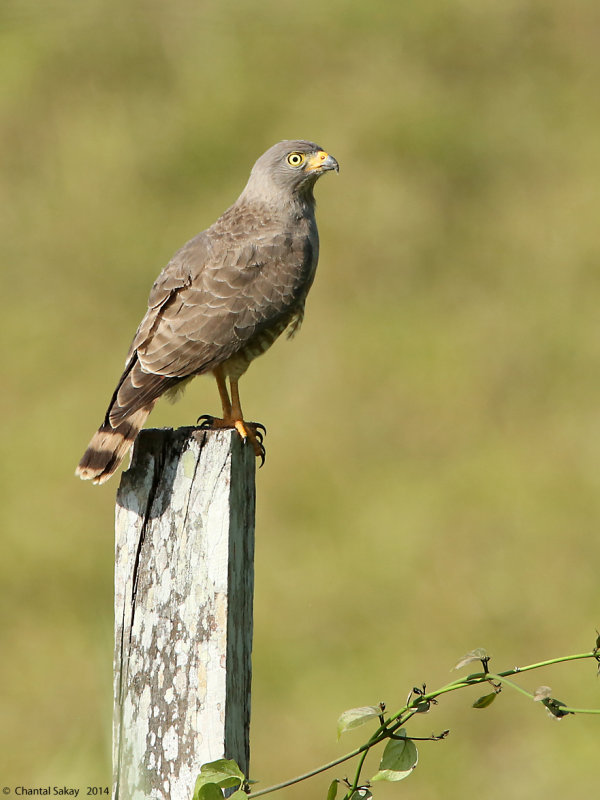 Roadside-Hawk-0395.jpg