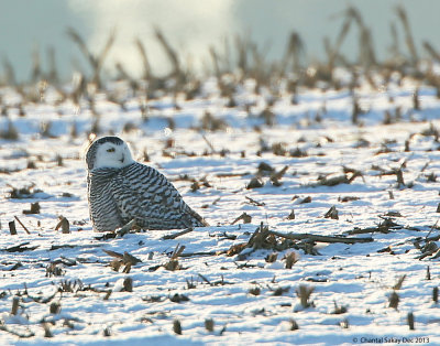 Snowy-Owl-9373.jpg