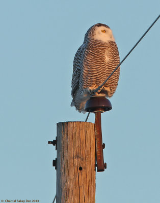 Snowy-Owl-9435.jpg