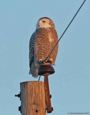 Snowy-Owl-9445.jpg