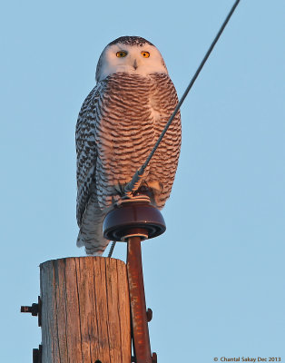 Snowy-Owl-9518.jpg