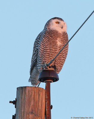 Snowy-Owl-9567.jpg