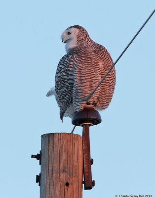 Snowy-Owl-9589.jpg