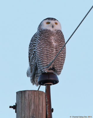 Snowy-Owl-9623.jpg