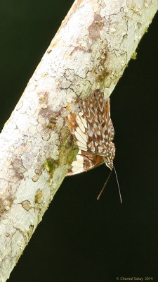 Cracker-Butterfly-sp.0299.jpg