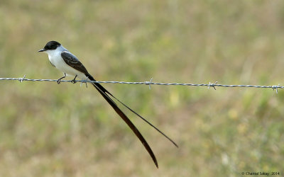 Fork-tailed-Flycatcher-1343.jpg