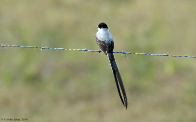 Fork-tailed-Flycatcher-1358.jpg