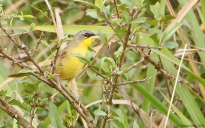 Gray-crowned-Yellowthroat-9259.jpg