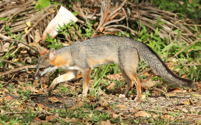 Grey-Fox-0935.jpg