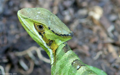 Baskilisk Lizard-1165.jpg