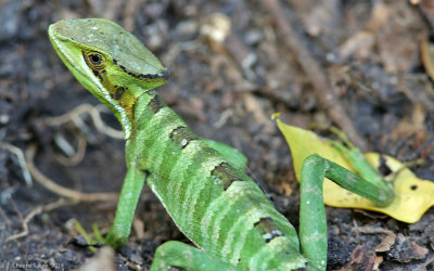 Baskilisk Lizard-1169.jpg