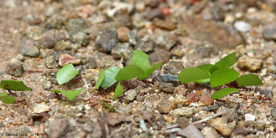 Leaf-cutter-Ants-0576.jpg