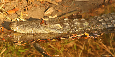 Morelet's-Crocodile-1201.jpg