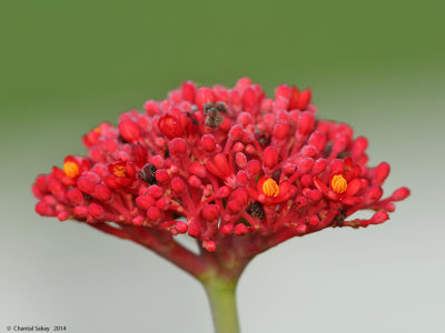 Red-Flower-0492.jpg