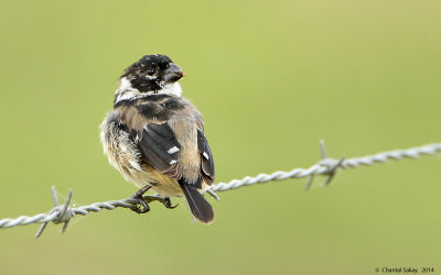White-collared-Seedeater-9241.jpg
