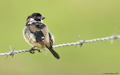 White-collared-Seedeater-9245.jpg