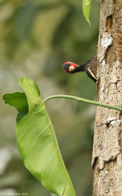 Pale-billed Woodpecker-0082.jpg