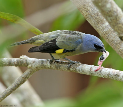 Yellow-winged-Tanager-0747.jpg