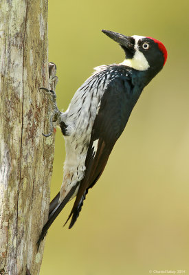 Acorn-Woodpecker-4824.jpg