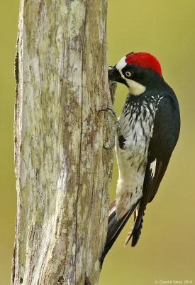 Acorn-Woodpecker-4842.jpg