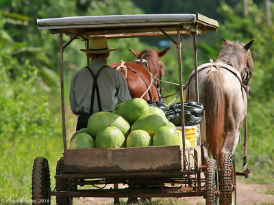 Amish-in-Belize-1830.jpg