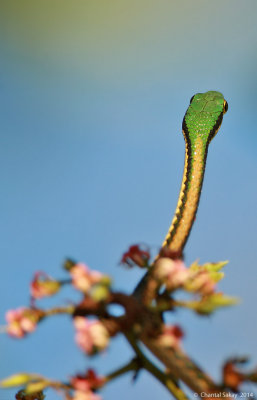 Green-headed-Snake-1211.jpg