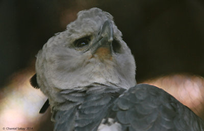 Harpy-Eagle-2619.jpg