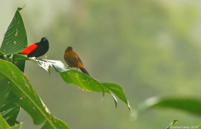 Passerini's-Tanager-Male-and-Female-1973.jpg