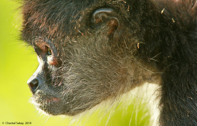 Mammals of Belize