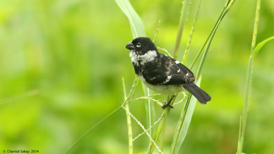 White-collared-Seedeater-1513.jpg
