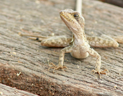 Lizard-5089.jpg