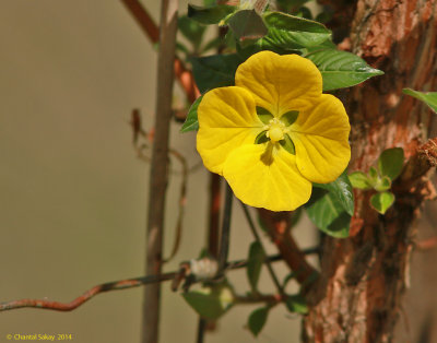 Wildflower-4869.jpg