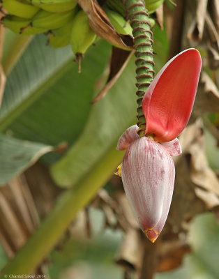 Banana-Flower-1556.jpg