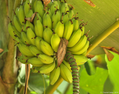 Bananas-1555.jpg
