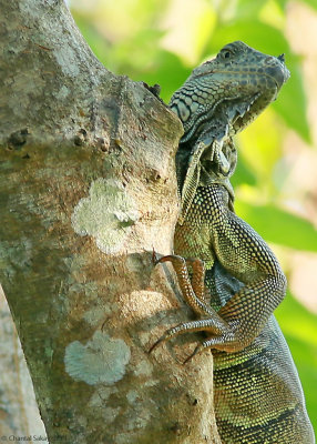 Reptiles and Insects of Belize