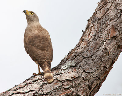 Roadside-Hawk-0430.jpg