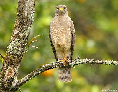 Birds of Belize