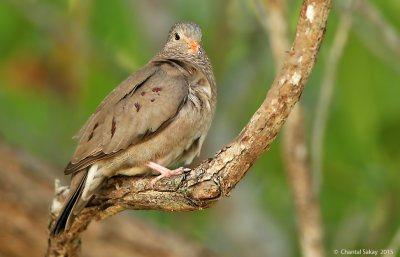 Ground-Dove-1196.jpg