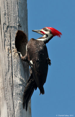 Pileated-Woodpecker-2932.jpg