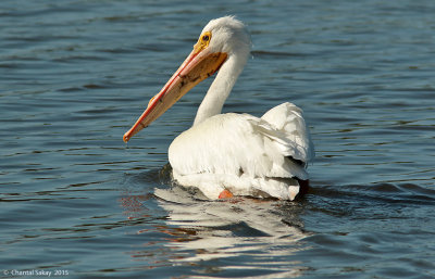 White-Pelican-1870.jpg