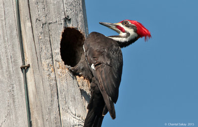 Pileated-Woodpecker-1198.jpg